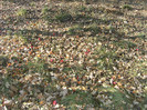 toamna la ocea nov 2011 006