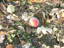 toamna la ocea nov 2011 013