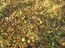 toamna la ocea nov 2011 017