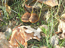 toamna la ocea nov 2011 025