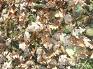 toamna la ocea nov 2011 029