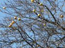 toamna la ocea nov 2011 038