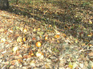 toamna la ocea nov 2011 041