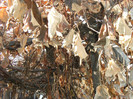 toamna la ocea nov 2011 054