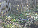 toamna la ocea nov 2011 057