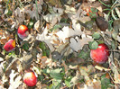 toamna la ocea nov 2011 008