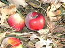 toamna la ocea nov 2011 012