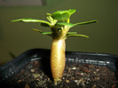a.obesum deja ramificat