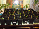 DSCF0224