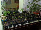 DSCF0242
