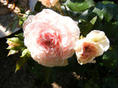 Mariatherezia