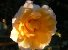 Marjorie Marshall