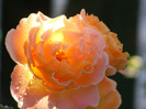 Rosemary( Harkness)