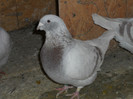 DSCN1128 F 2008