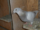 DSCN1191 F 2011
