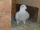 DSCN1225 F 2009