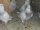 DSCN1229