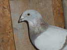 DSCN1234 F 2011