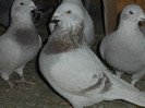 DSCN1238 M 2011