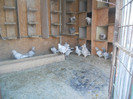 DSCN1240