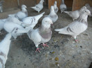 DSCN1248