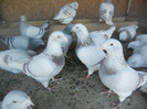 DSCN1250