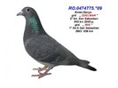 emiel denys 3