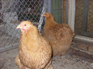 SN853672