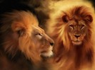 poze_animale_salbatice-leu-4