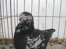 Picture 229