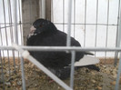 Picture 238