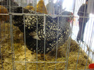 DSC06950