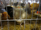 DSC06966