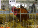 DSC06967
