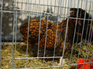 DSC06984