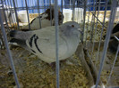 DSC06666