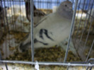 DSC06667