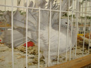DSC06797