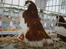 DSC06801