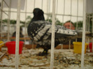 DSC06816