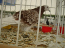 DSC06824
