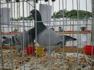 DSC06850