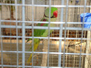 DSC06609