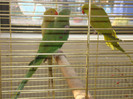DSC06611