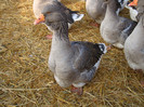 DSC06768