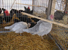 DSC06784