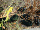 DSC07018