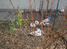 DSC07019