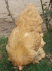 DSC03332