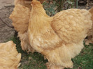 DSC03351